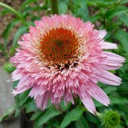 Location: Eagle Bay, New York
Date: 2023-07-16
Coneflower (Echinacea Cone-fections™ Butterfly Kisses)