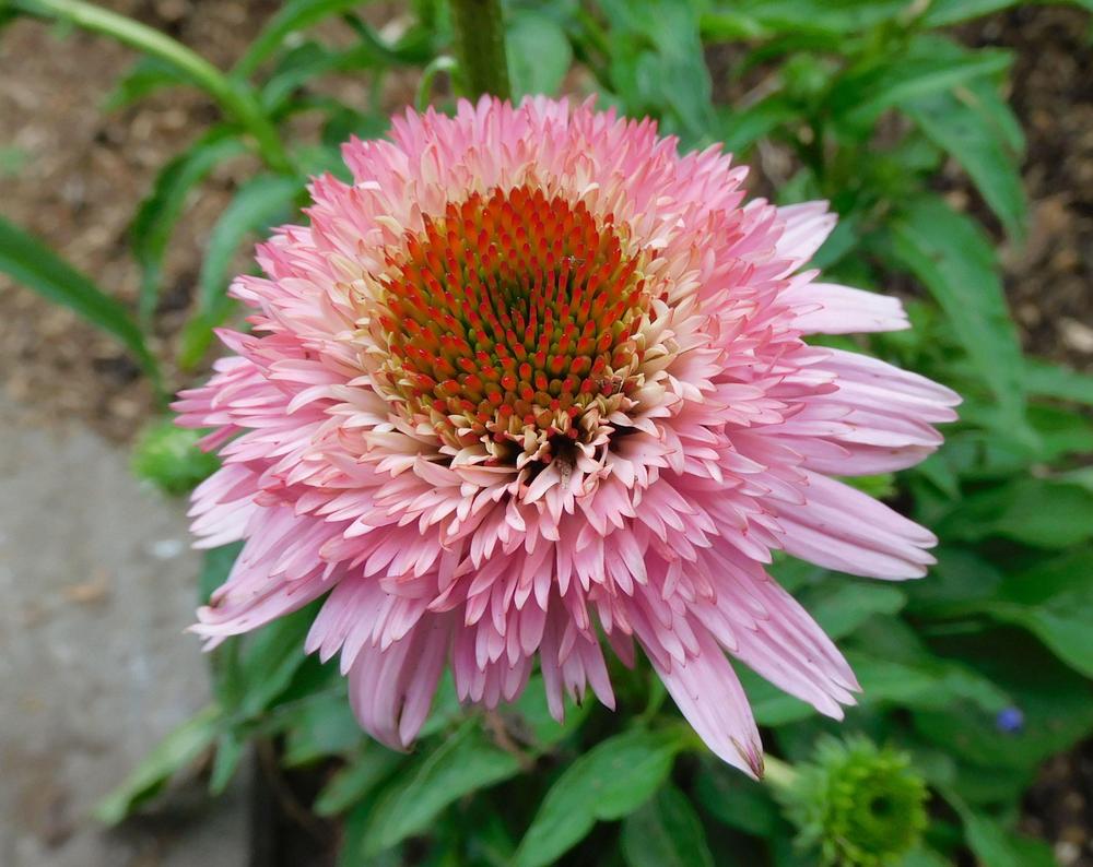 Photo of Coneflower (Echinacea Cone-fections™ Butterfly Kisses) uploaded by adknative
