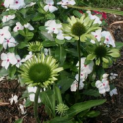 Location: home garden VA
Date: 2023-07-17
Echinacea Green Jewel