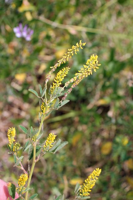Photo of Yellow Sweetclover (Melilotus officinalis) uploaded by RuuddeBlock