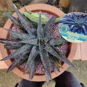 Mangave 'Inkblot' freshly repotted. 2 of 2
