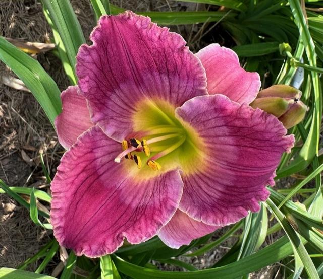 Photo of Daylily (Hemerocallis 'Guided by Voices') uploaded by jkporter