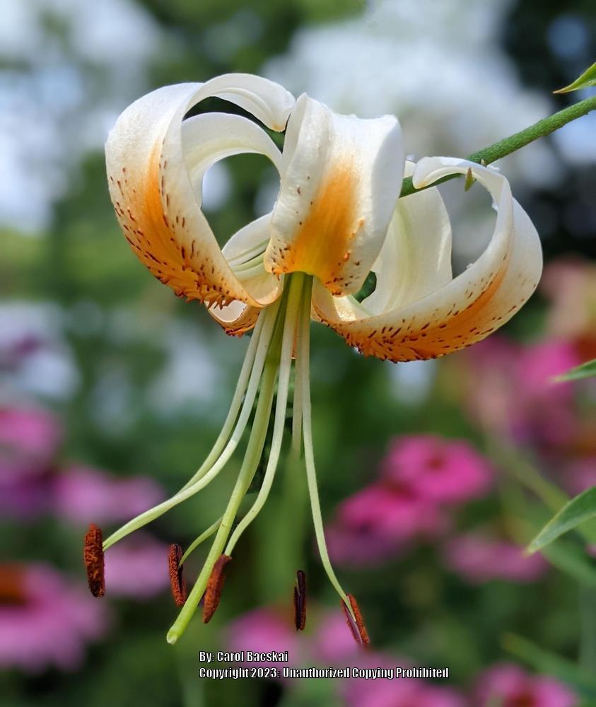 Photo of Lily (Lilium 'Lady Alice') uploaded by Artsee1