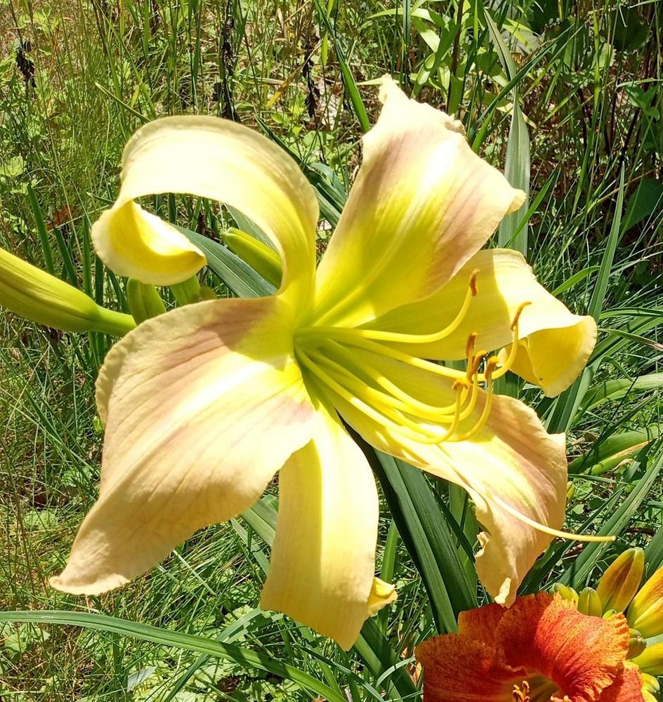 Photo of Daylily (Hemerocallis 'His Highness') uploaded by Elfenqueen
