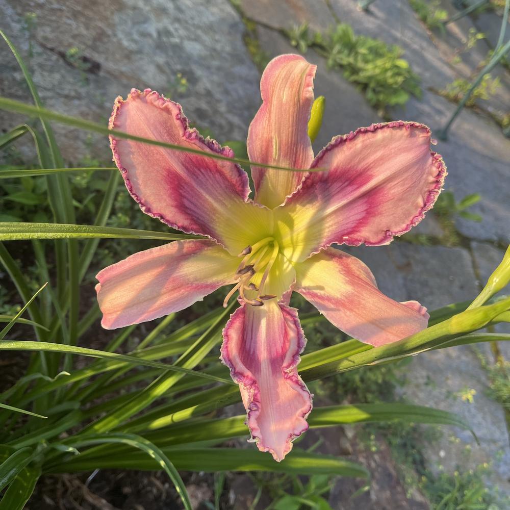Photo of Daylily (Hemerocallis 'Entwined in the Vine') uploaded by Silverglade