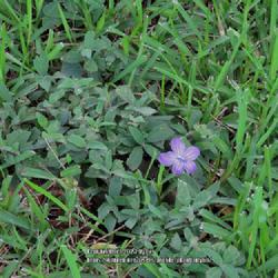 Location: Sebastian,  Florida
Date: 2023-07-19
A patch growing in the lawn.