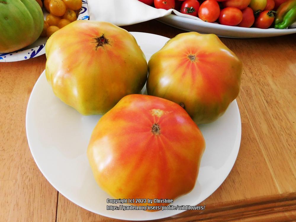 Photo of Tomato (Solanum lycopersicum 'Striped German') uploaded by wildflowers