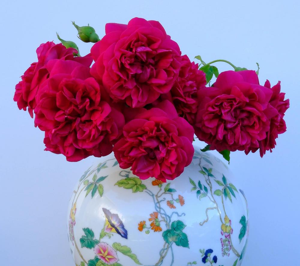 Photo of English Shrub Rose (Rosa 'The Dark Lady') uploaded by AnnKNCalif