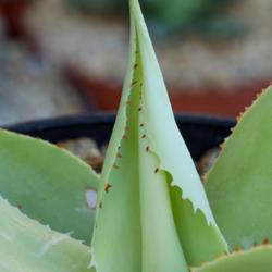 Location: Baja California
Date: 2023-07-11
Small, irregular teeth on a young plant