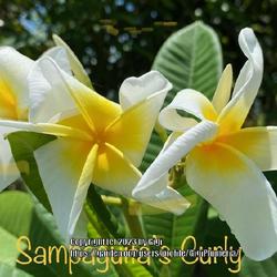 Location: My garden in Tampa, Florida
Date: 2023-07-20
Blooms of my seedgrown plumeria. This has pleasant Jasmine fragra