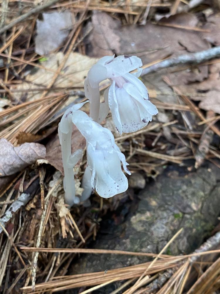 Photo of Indian Pipe (Monotropa uniflora) uploaded by Ursula