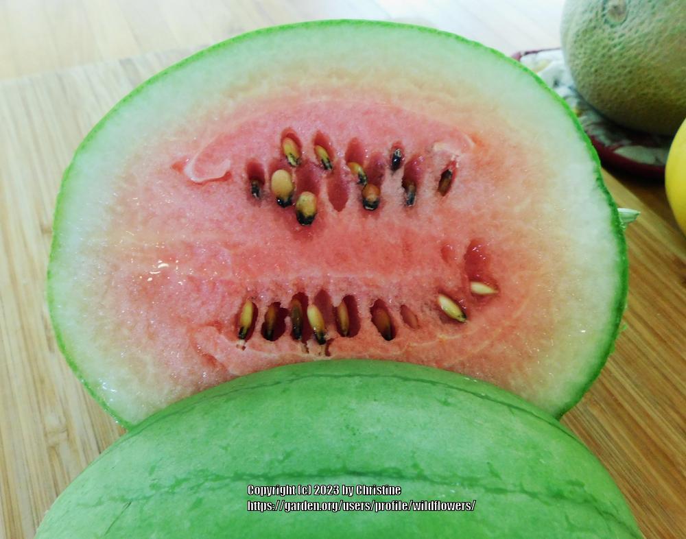 Photo of Watermelon (Citrullus lanatus 'Otome') uploaded by wildflowers