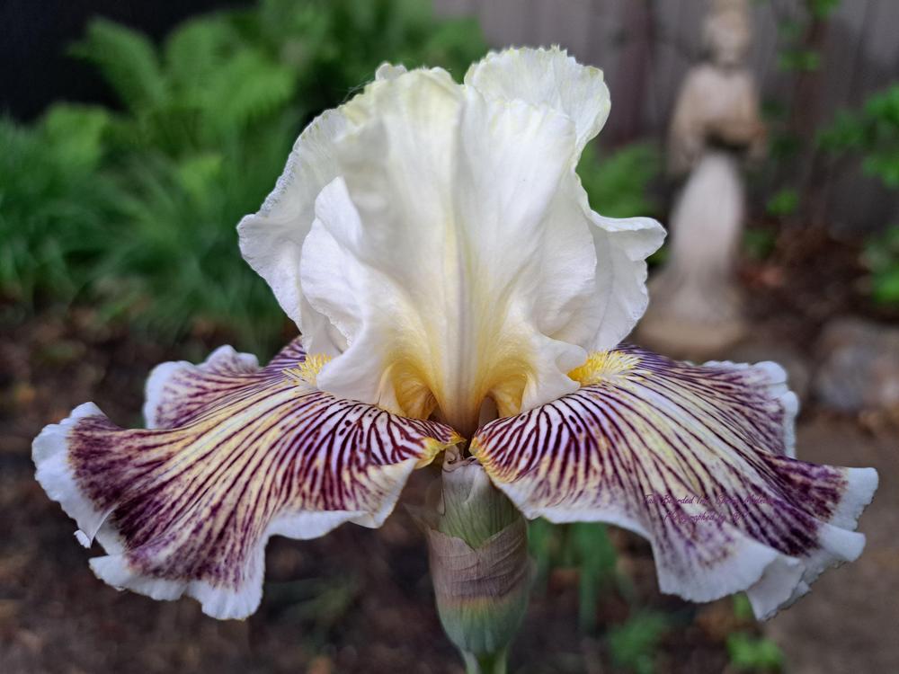 Photo of Tall Bearded Iris (Iris 'Spring Madness') uploaded by AndreaBalazs