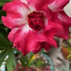 Location: My garden in Tampa, Florida
Date: 2023-07-19
My seedgrown desert rose, Princessa. She’s a beauty!