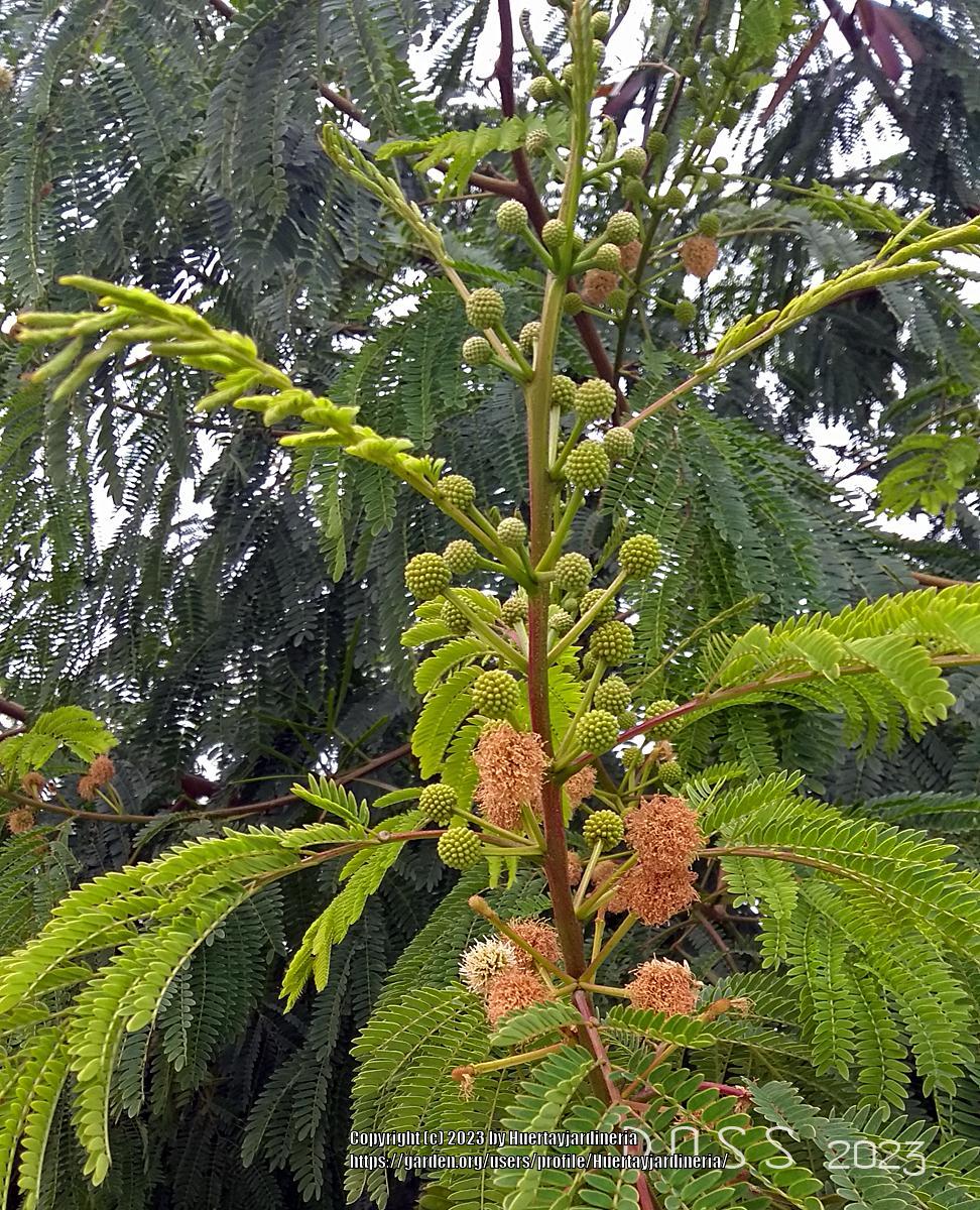 Photo of Lead Tree (Leucaena leucocephala) uploaded by Huertayjardineria