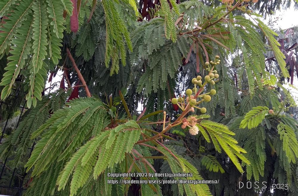 Photo of Lead Tree (Leucaena leucocephala) uploaded by Huertayjardineria
