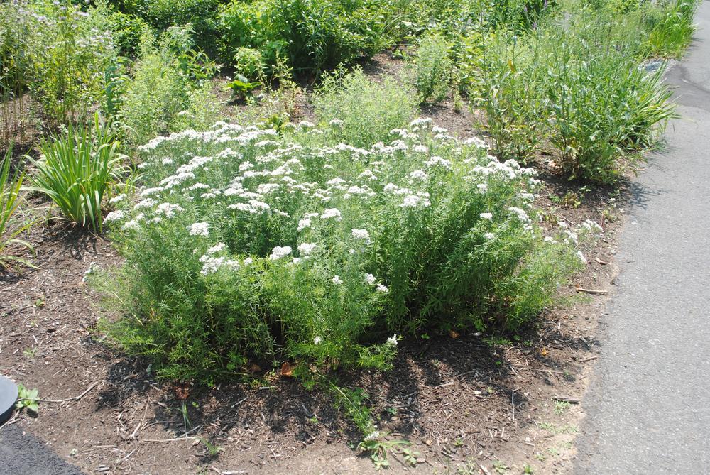 Photo of Yarrow (Achillea millefolium) uploaded by ILPARW