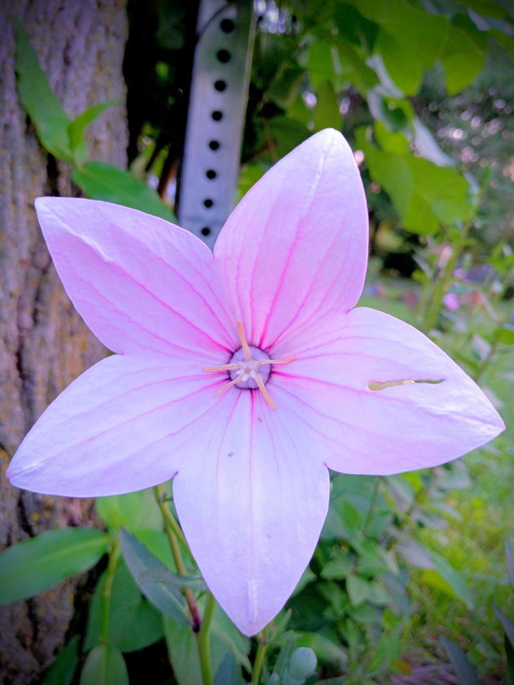 Photo of Balloon Flower (Platycodon grandiflorus 'Astra Pink') uploaded by JayZeke