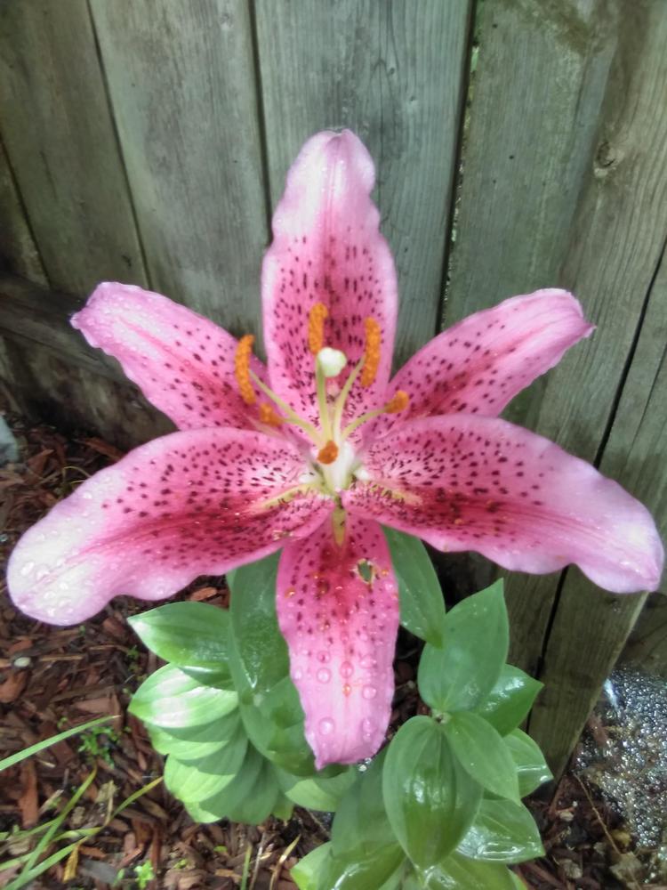 Photo of Oriental Lily (Lilium 'Star Gazer') uploaded by Mteutla