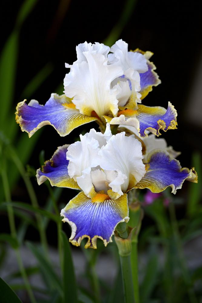Photo of Tall Bearded Iris (Iris 'Wild Angel') uploaded by azcowgirl