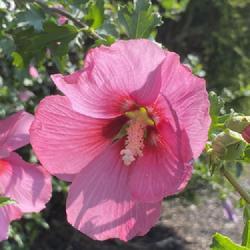Location: Willow Street, Pennsylvania
Date: 2023-07-21
Pink Rose of Sharon