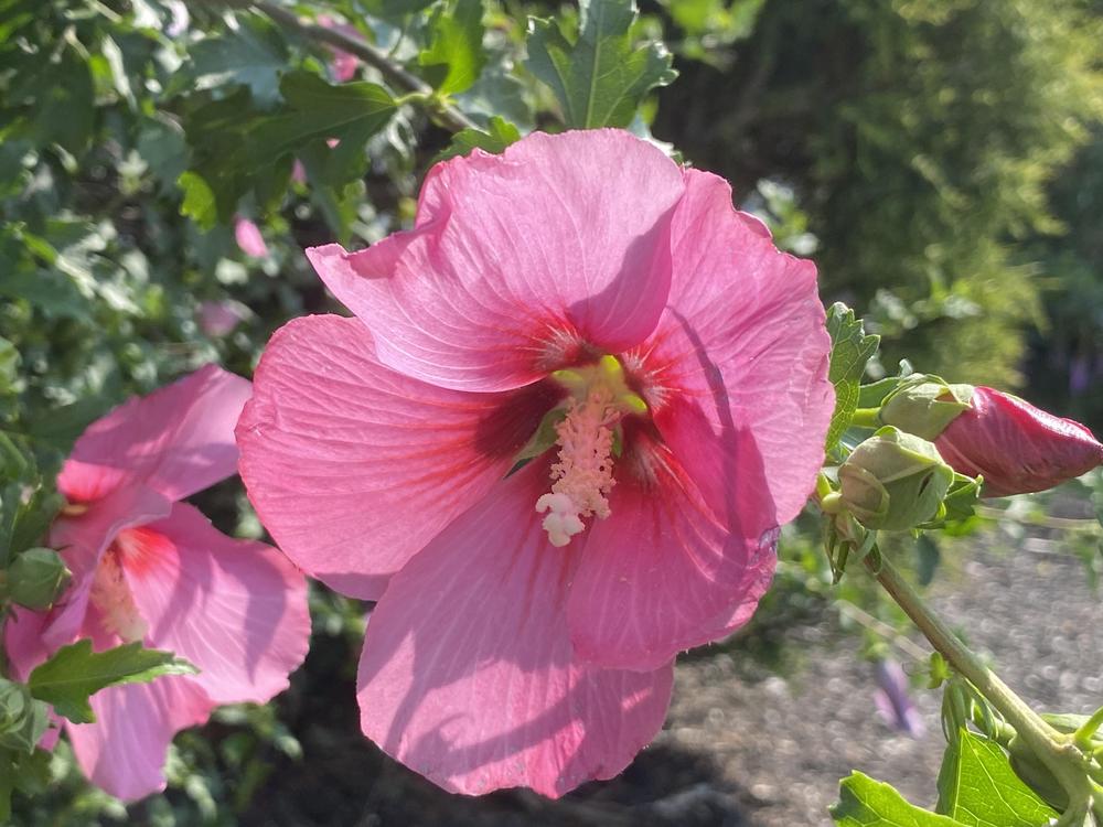 Photo of Roses of Sharon (Hibiscus syriacus) uploaded by csandt