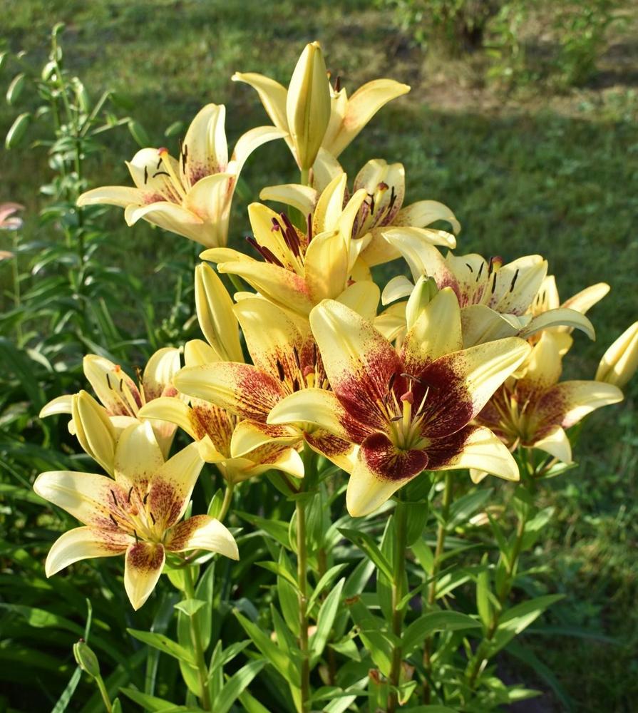 Photo of Lily (Lilium 'Golden Stone') uploaded by pixie62560