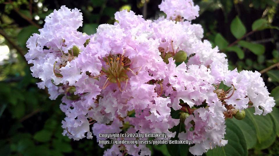 Photo of Crepe Myrtle (Lagerstroemia 'Muskogee') uploaded by BellaKelly