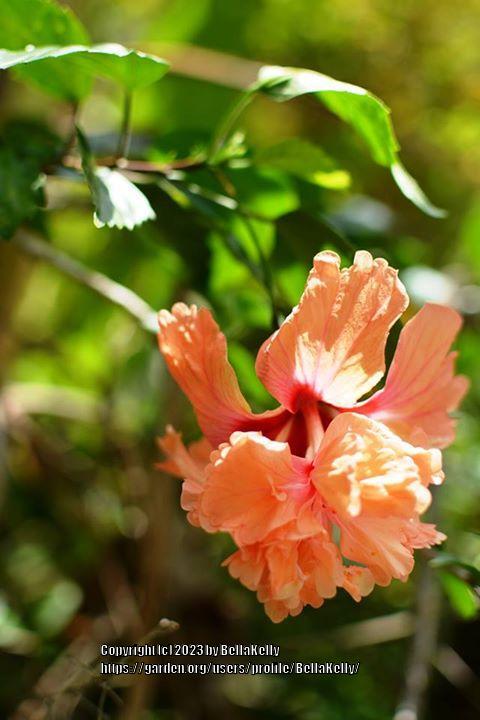 Photo of Hibiscus uploaded by BellaKelly