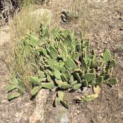 Location: Deer Creek State Park, Wasatch County, Utah, United States
Date: 2023-07-21
An unusual plant with spineless (not including glochids), elongat
