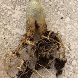 Location: My garden in Tampa, Florida
Date: 2023-07-22
Root pruned to allow the caudex to grow bigger, during active gro