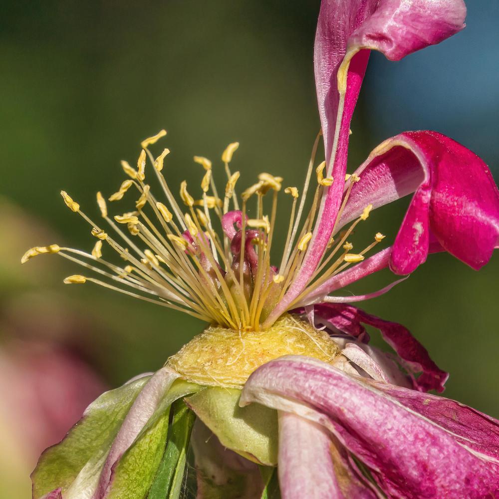 Photo of Peony (Paeonia lactiflora 'General MacMahon') uploaded by arctangent
