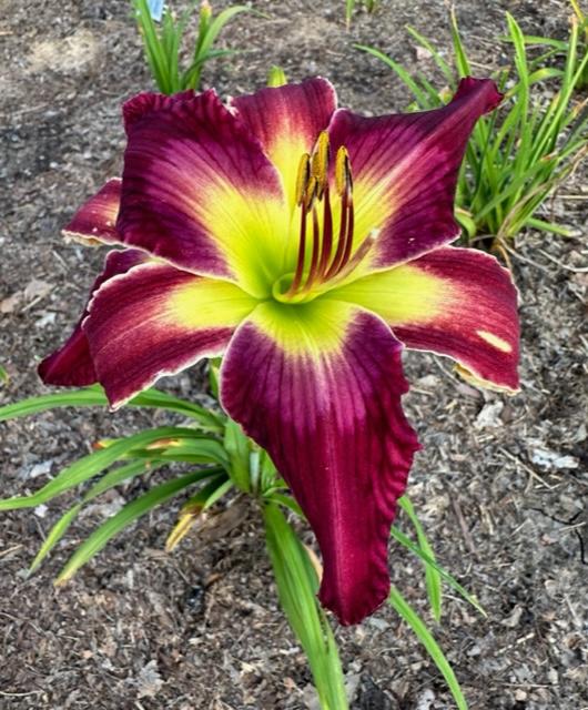 Photo of Daylily (Hemerocallis 'Help from Your Friends') uploaded by jkporter