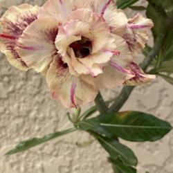 Location: My garden in Tampa, Florida
Date: 2023-07-23
My fragrant desert rose.