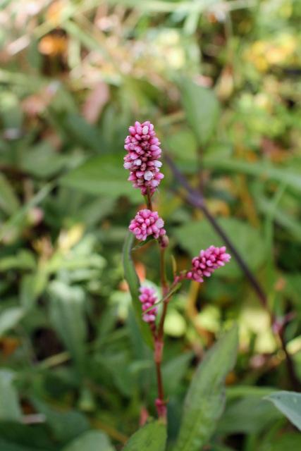 Photo of Spotted Lady's Thumb (Persicaria maculosa) uploaded by RuuddeBlock