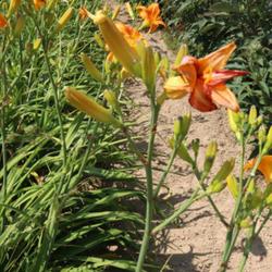 Location: Darmstadt, Indiana
Date: 2023-06-24
Picture taken at Darmstadt Daylilies and More in Darmstadt, India