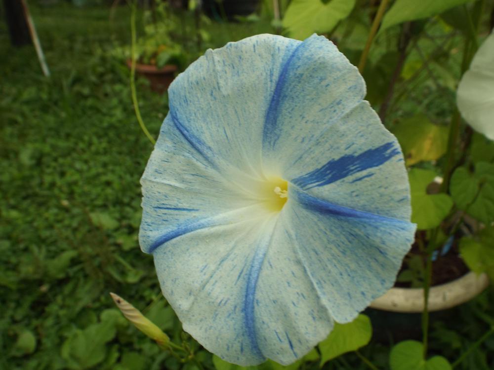 Photo of Morning Glory (Ipomoea tricolor 'Flying Saucers') uploaded by poisondartfrog