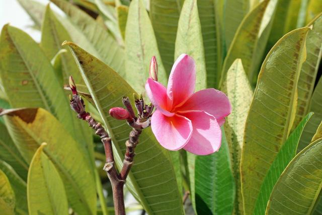Photo of Frangipani (Plumeria rubra) uploaded by RuuddeBlock