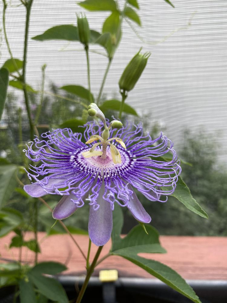Photo of Maypop (Passiflora incarnata) uploaded by Ursula