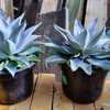 Mangave (Agave 'Purple People Eater') - this is how I purchased t