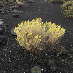 Location: Devils Orchard, Craters of the Moon National Monument and Preserve, Butte County, Idaho, United States
Date: 2021-08-19