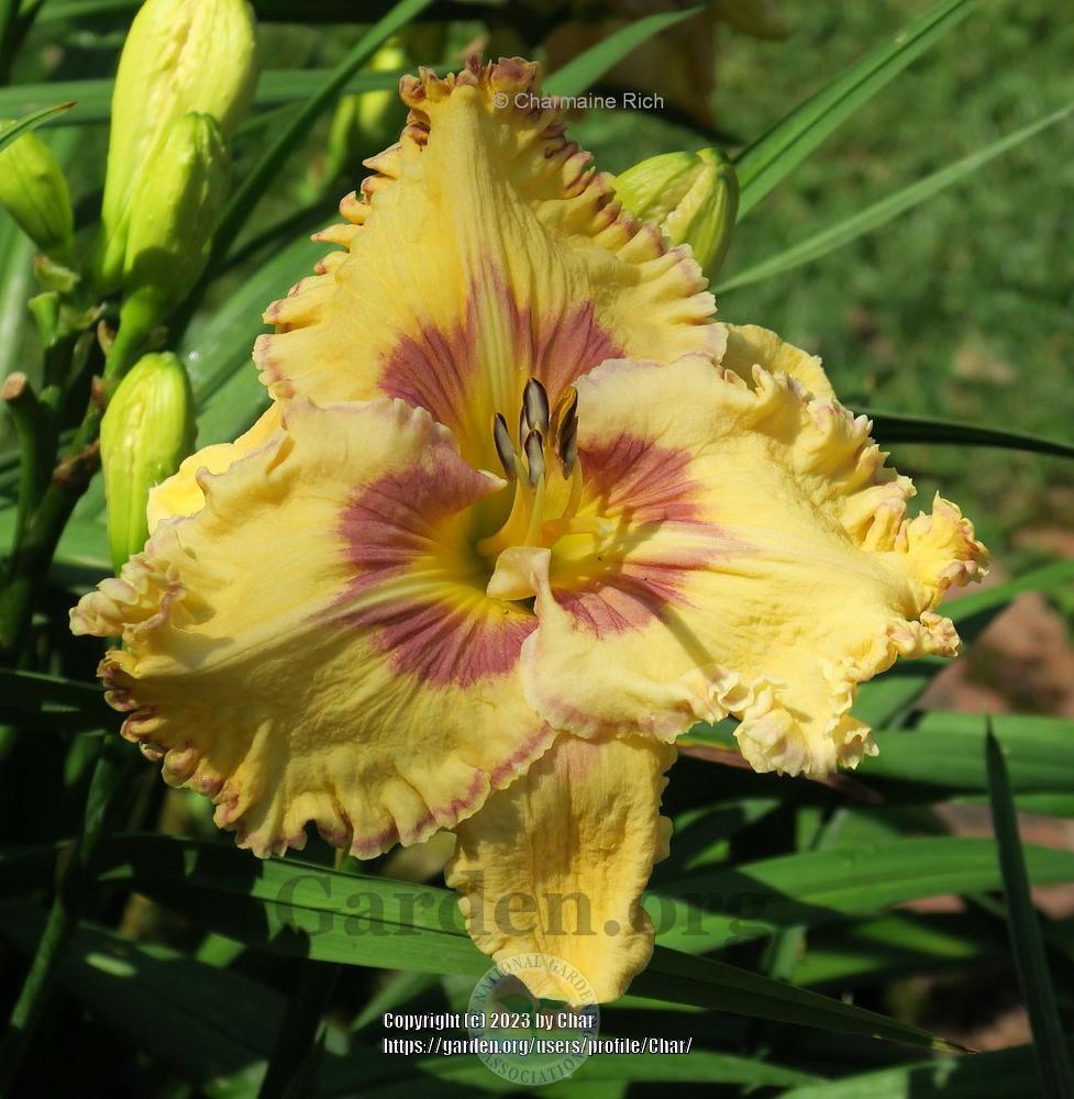 Photo of Daylily (Hemerocallis 'Star Quest') uploaded by Char