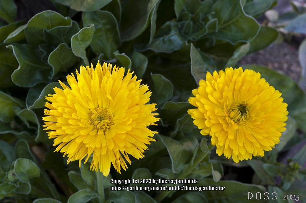 Photo of Pot Marigold (Calendula officinalis) uploaded by Huertayjardineria