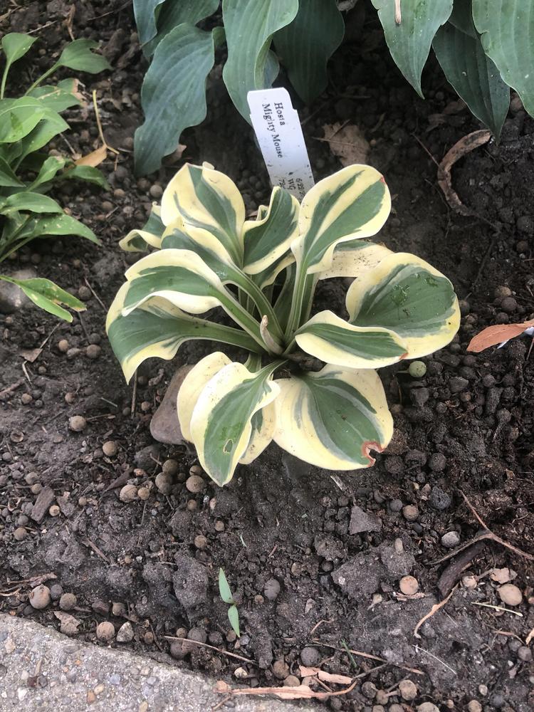 Photo of Hosta 'Mighty Mouse' uploaded by Lilydaydreamer