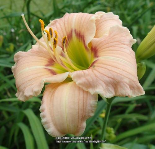 Thumb of 2023-07-26/daylilly99/279595