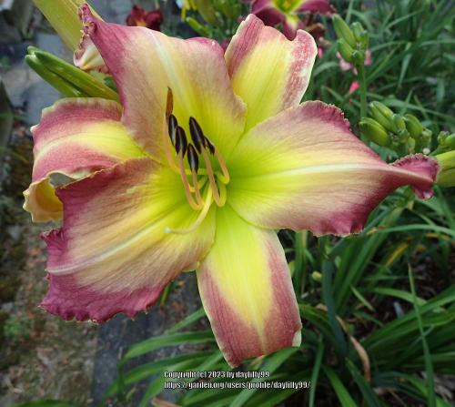 Thumb of 2023-07-26/daylilly99/8d1665