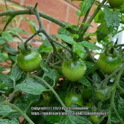 Location: Wallsend, Tyne and Wear, England UK 
Date: 2023-07-27
Solanum lycopersicum 'Tumbling Tom Yellow'