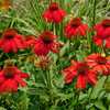 Coneflower (Echinacea Artisan™ Collection Red Ombre)