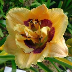 Location: Eagle Bay, New York
Date: 2023-07-24
Daylily (Hemerocallis 'Exotic Etching') is showing its double for