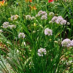 Location: Eagle Bay, New York
Date: 2023-07-26
Mountain Garlic (Allium lusitanicum 'Summer Beauty')